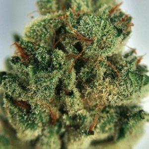 Buy Gorilla Glue Marijuana strain At Competitive Rates Canada