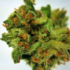 Buy Lemon G Feminized Seeds Overnight Hassle-Free Delivery