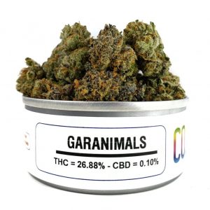 Buy garanimals Strain Online In USA With Fast Overnight Shipping