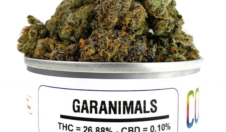 Buy garanimals Strain Online In USA With Fast Overnight Shipping